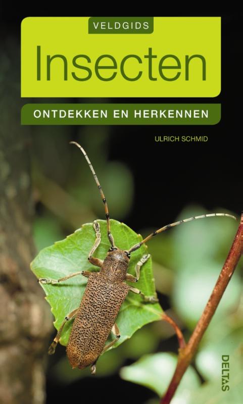 Insecten ontdekken en herkennen