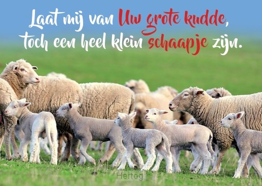 Laat mij van Uw grote kudde - kaart