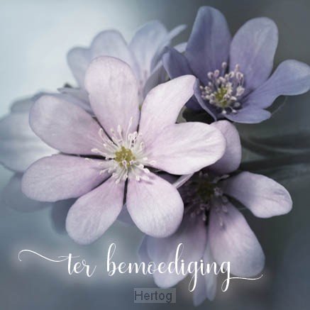 Ter bemoediging - wenskaart